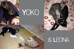 Yoko i Leona su dvije mace, može se reći, prave prijateljice - u sklonište su stigle u isto vrijeme, družile su se dok su ovdje čekale novi dom, a sada su najsretnije na svijetu, jer su zajedno udomljene na isto mjesto gdje u potpunosti i ultimativno uživaju ;)